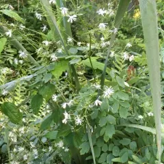 tall meadow-rue thumbnail 3