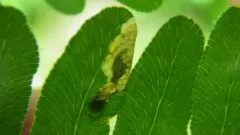 Chirosia flavipennis thumbnail 4