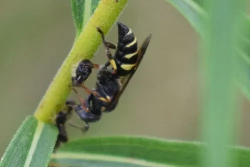 Hoplisoides nebulosus
