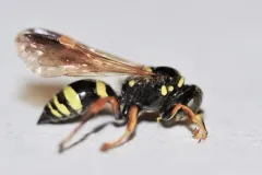 Gorytes canaliculatus thumbnail 4