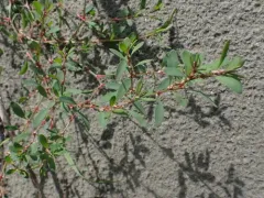 Fowler's Knotweed thumbnail 4