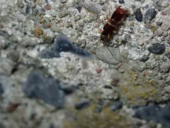 Lesser Earwig thumbnail 2