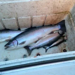 Rainbow Trout thumbnail 3
