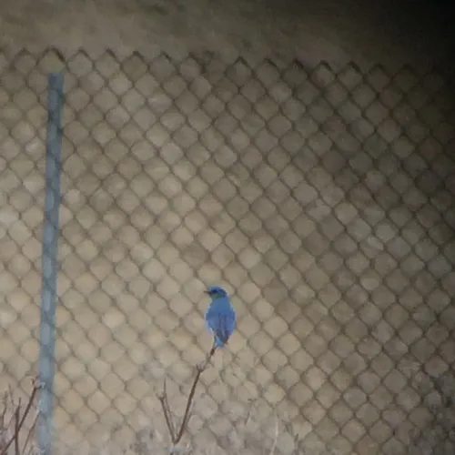 Mountain Bluebird