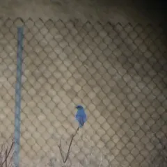 Mountain Bluebird thumbnail 1
