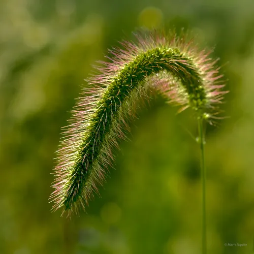 giant foxtail