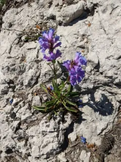 Cache beardtongue thumbnail 2