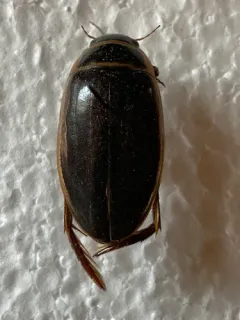 Dytiscus circumcinctus thumbnail 1