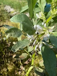 fava bean thumbnail 2