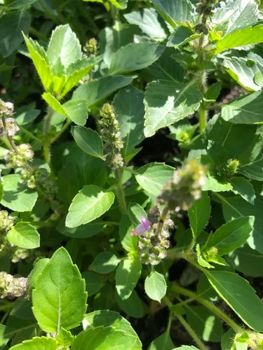 Holy Basil
