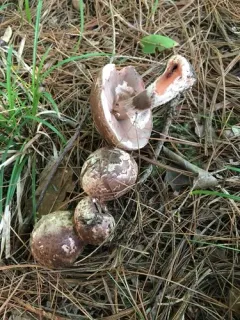 Blushing Wood Mushroom thumbnail 2