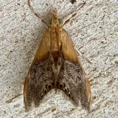Sooty-winged Chalcoela Moth thumbnail 3