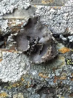 Granulating Rocktripe Lichen thumbnail 4
