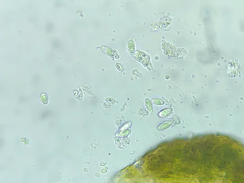 Lempholemma syreniarum