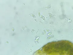 Lempholemma syreniarum thumbnail 1