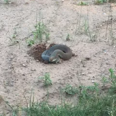 Eastern Hognose Snake thumbnail 2