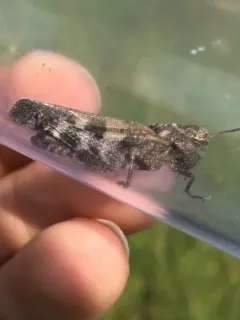 Clouded Grasshopper thumbnail 2