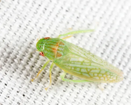 Gyponana tubera