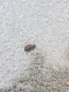 Black willow bark aphid thumbnail 4
