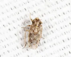 Polyamia obtecta thumbnail 2