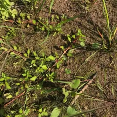 Water Purslane thumbnail 2