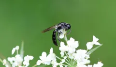 Crossocerus harringtonii thumbnail 4