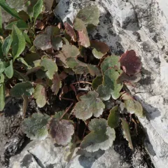 roundleaf alumroot thumbnail 3