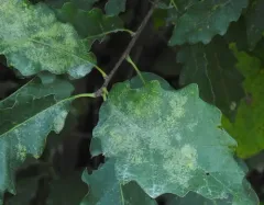 oak lace bug thumbnail 2