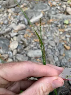 green-fruited sedge thumbnail 3