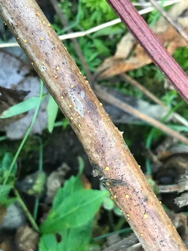 Pezicula rubi