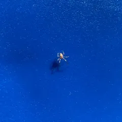 Lattice Orbweaver thumbnail 3