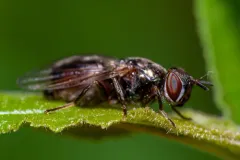 Senopterina foxleei thumbnail 1