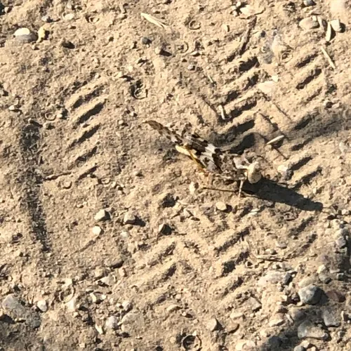 Pallid-winged Grasshopper