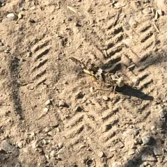 Pallid-winged Grasshopper thumbnail 1