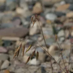 Japanese brome thumbnail 2