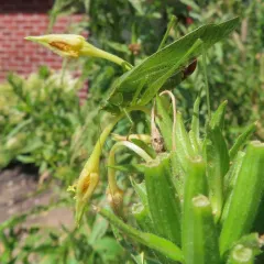 Fork-tailed Bush Katydid thumbnail 4