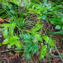 one-sided wintergreen thumbnail 2