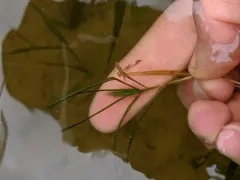 Fries' Pondweed thumbnail 4
