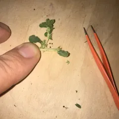 prostrate pigweed thumbnail 4