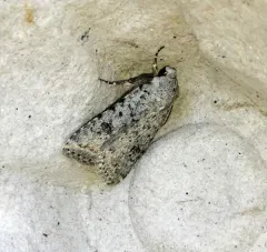 Speckled Rustic thumbnail 1