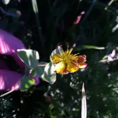 Scouler's St. John's wort thumbnail 3