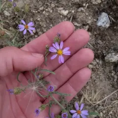 Hoary Tansyaster thumbnail 3