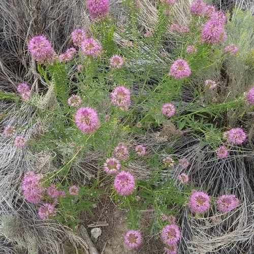 Rocky Mountain Beeplant
