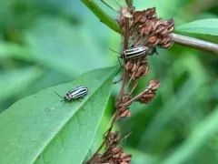 Disonycha uniguttata thumbnail 3
