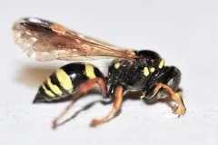 Gorytes canaliculatus thumbnail 1