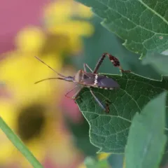 Western Leaf-footed Bug thumbnail 3