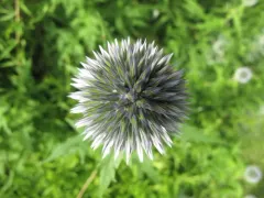 southern globe thistle thumbnail 2