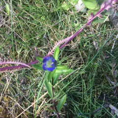 pleated gentian thumbnail 3
