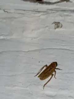 Amplicephalus osborni thumbnail 2