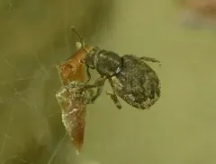 Geodercodes latipennis thumbnail 2